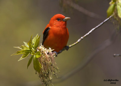 Scarlet Tanager. Grant Park, Milwaukee