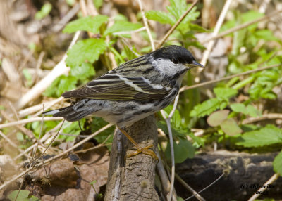 Blackpoll Warbler. Lake Park, Milwaukee