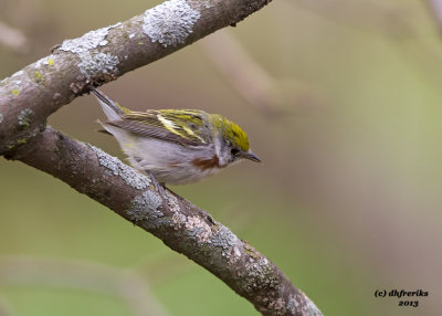 Chestnut-sided Warbler. Lake Park, Milwaukee