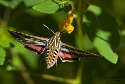 White-lined Sphinx Moth. Lake Park, Milwaukee, WI