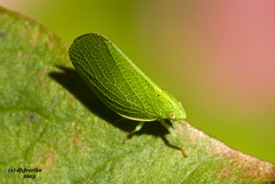 Leafhopper. Hartford, WI