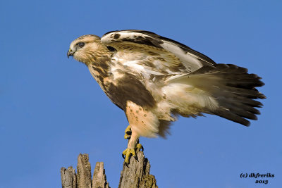Rough-legged Hawk. Horicon Marsh, WI