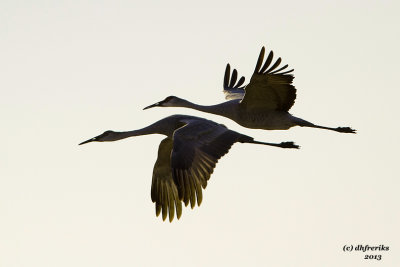 Sandhill Cranes. Horicon Marsh, WI