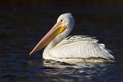 American White Pelican. Horicon Marsh, WI