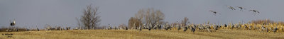 4 image panoramic of Sandhill Cranes at Horicon Marsh, WI
