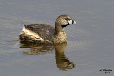 Pied-billed Grebe. Horicon Marsh. WI