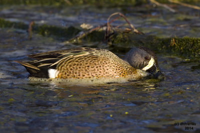 Blue-winged Teal. Horicon Marsh. WI