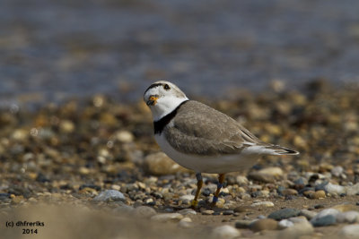 Piping Plover. Grant Park, Milwaukee