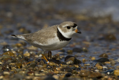 Piping Plover. Grant Park, Milwaukee