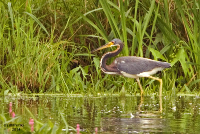 Tri-colored Heron. Horicon Marsh, WI