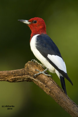Red-headed Woodpecker. Fox Point, Milwaukee