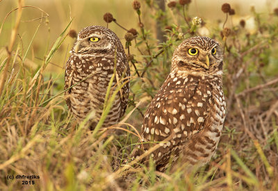 Burrowing Owls. Cape Coral FL