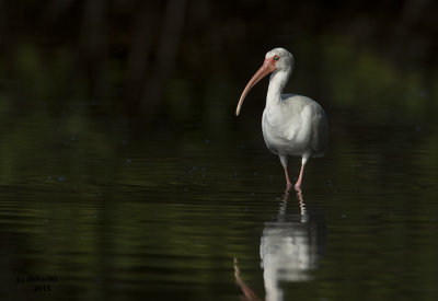 White Ibis. Ding Darling National Wildlife Refuge. Florida.