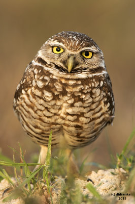Burrowing Owl. Cape Coral, FL