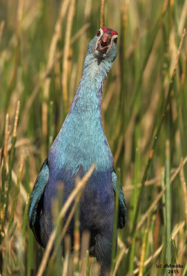 Purple Swamphen. Green Cay Wetlands. Florida