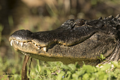 American Alligator. Bird Rookery Swamp. Florida