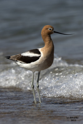 American Avocets. South Shore Metro Pier. Oak Creek, WI