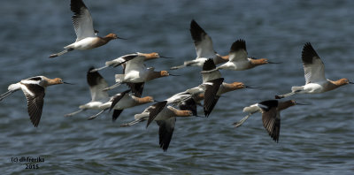 American Avocets. South Shore Metro Pier. Oak Creek, WI