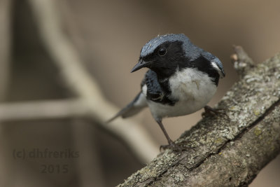 Black-throated Blue Warbler. Whitnall Park, Milw.