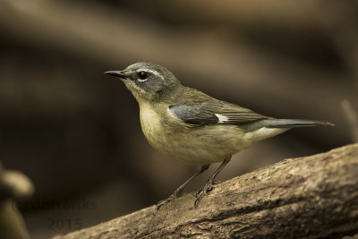 Black-throated Blue Warbler. Whitnall Park, Milw.