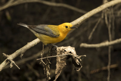 Prothonotary Warbler. Whitnall Park, Milw. 