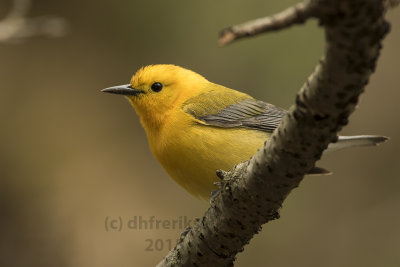 Prothonotary Warbler. Whitnall Park, Milw. 