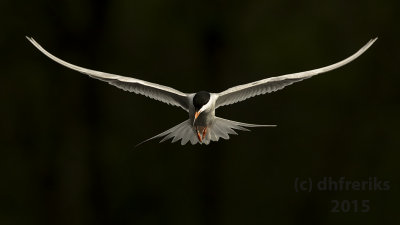 Forester's Tern. Horicon Marsh, WI