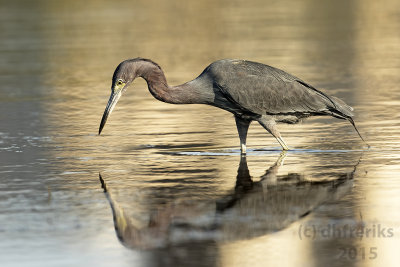 Little Blue Heron. Ft. Myers, FL. 