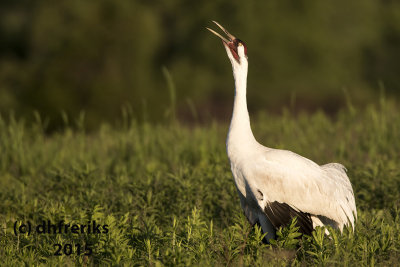 Whooping Crane. Horicon Marsh. WI