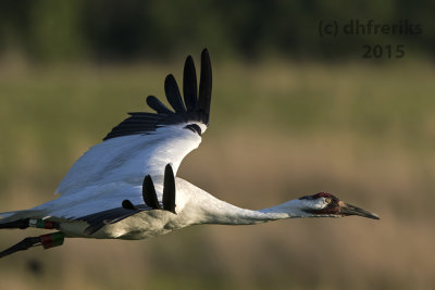 Whooping Crane. Horicon Marsh. WI
