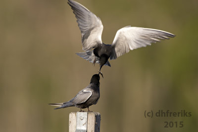 Black Terns. Horicon Marsh. WI