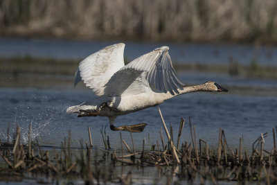 Trumpeter Swan. Horicon Marsh. WI