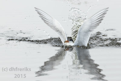 Forsters Tern. Horicon Marsh. WI