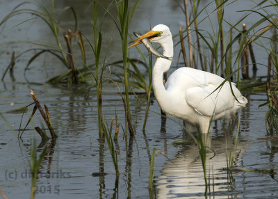 Great Egret. Horicon Marsh. WI