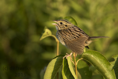 Henslow's Sparrow. Horicon Marsh, WI