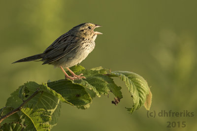 Henslow's Sparrow. Horicon Marsh, WI