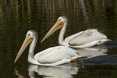 American White Pelicans. Horicon Marsh, WI