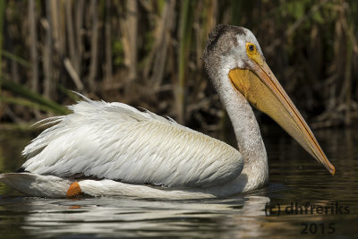 American White Pelican. Horicon Marsh, WI