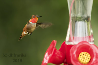 Rufous Hummingbird. Mayville, WI