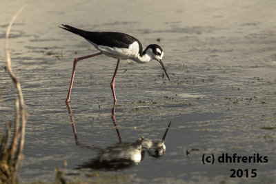 Black-necked Stilt. Horicon Marsh,WI