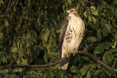 Red-tailed Hawk. Dodge Co, WI