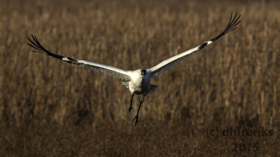 Whooping Cranes. Horicon Marsh, WI