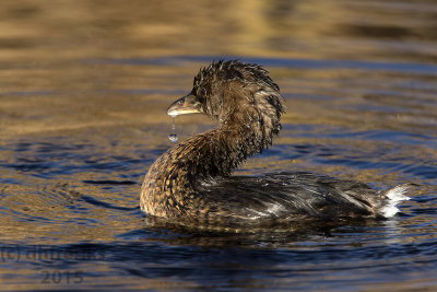 Pied-billed Grebe.  Horicon Marsh. WI