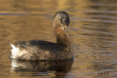 Pied-billed Grebe.  Horicon Marsh. WI
