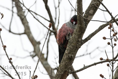 Lewis's Woodpecker. Galesville,WI