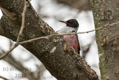 Lewis's Woodpecker. Galesville,WI