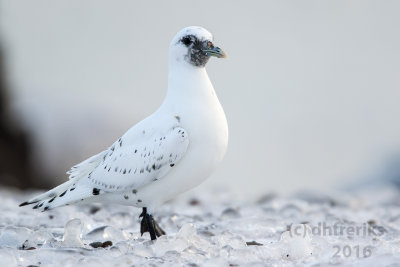 Ross's Gull. Duluth, MN