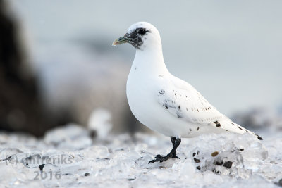 Ross's Gull. Duluth, MN