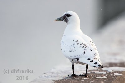 Ross's Gull. Duluth, MN