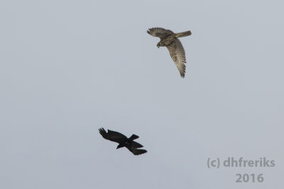 Gyrfalcon. Superior, WI